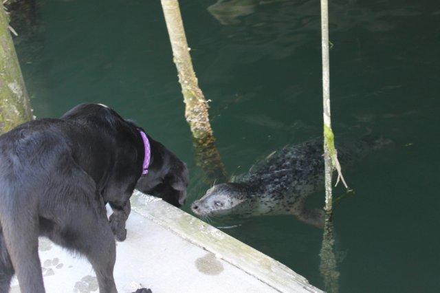Abailey Seal